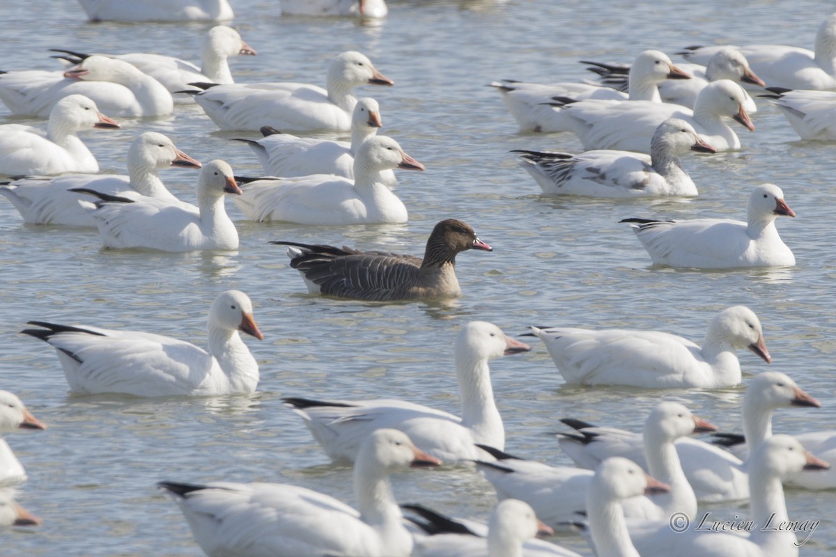 Pink-footed Goose - Lucien Lemay