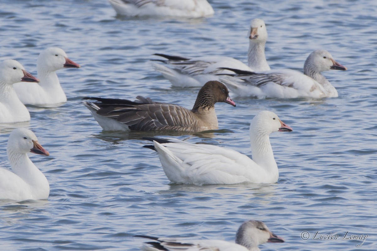 Pink-footed Goose - Lucien Lemay