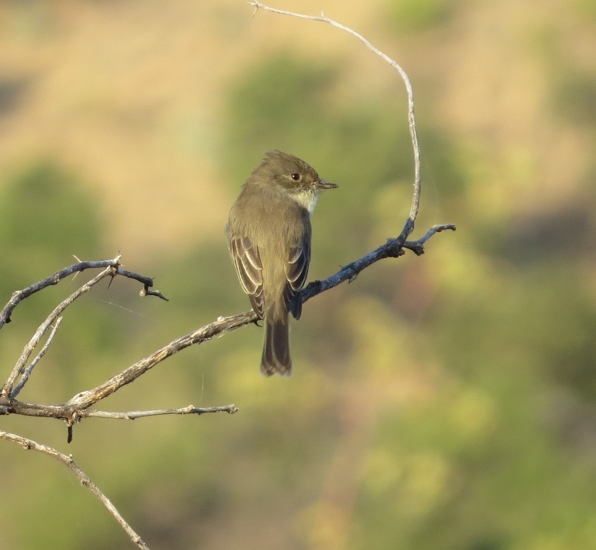 Eastern Phoebe - ML268449631