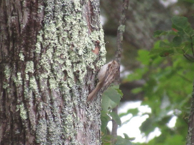 Brown Creeper - Larry Voelpert