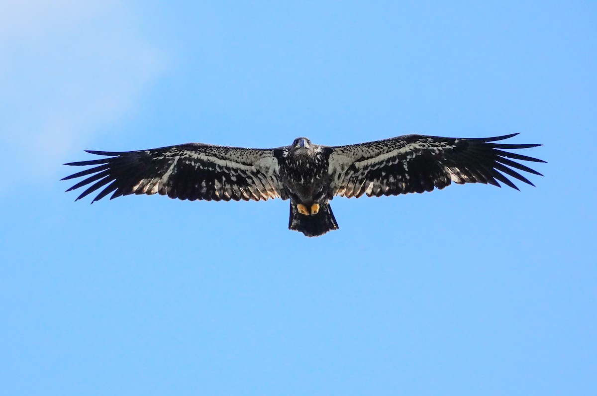 Bald Eagle - Gale VerHague