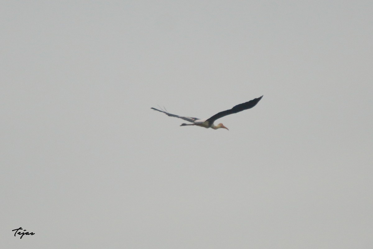 Painted Stork - ML268451591