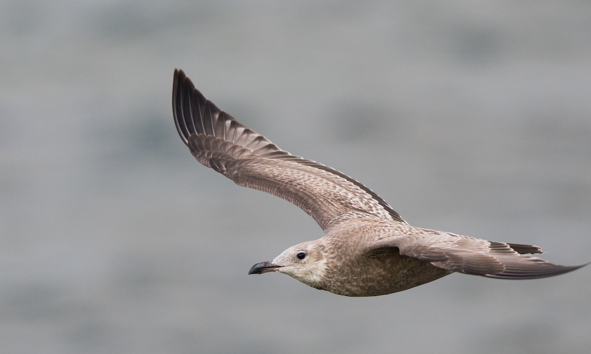 American Herring Gull - ML268451721