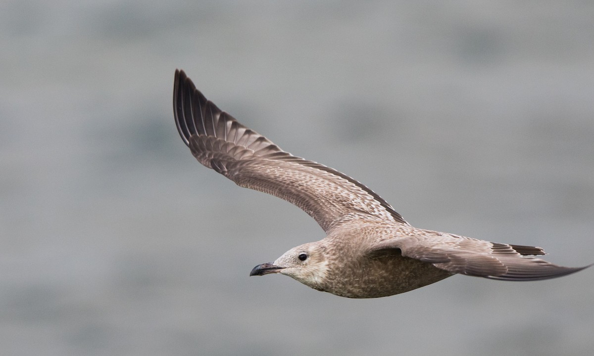 Herring Gull (American) - ML268451721