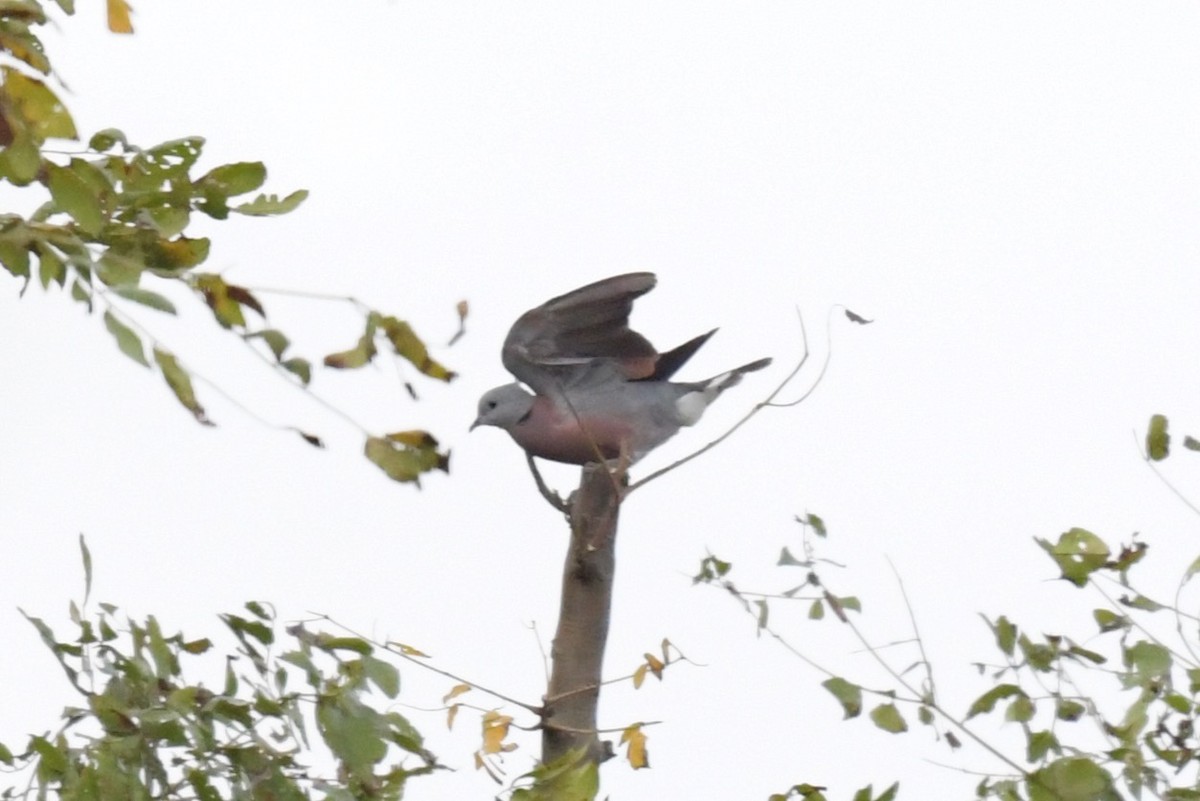 Red Collared-Dove - ML268451841