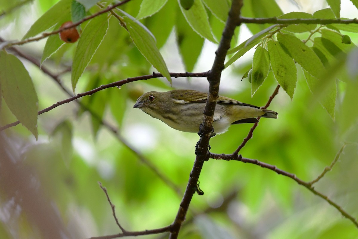 Thick-billed Flowerpecker - ML268452691