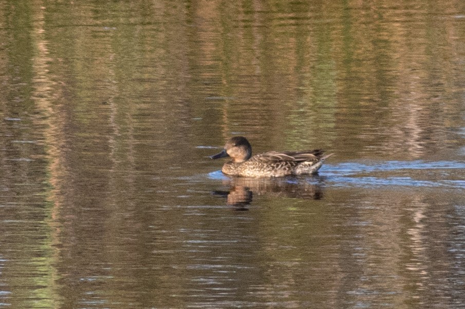 Green-winged Teal - ML268455481