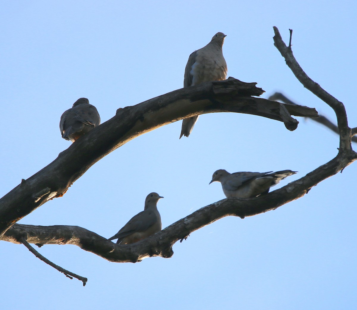 Mourning Dove - Lori White