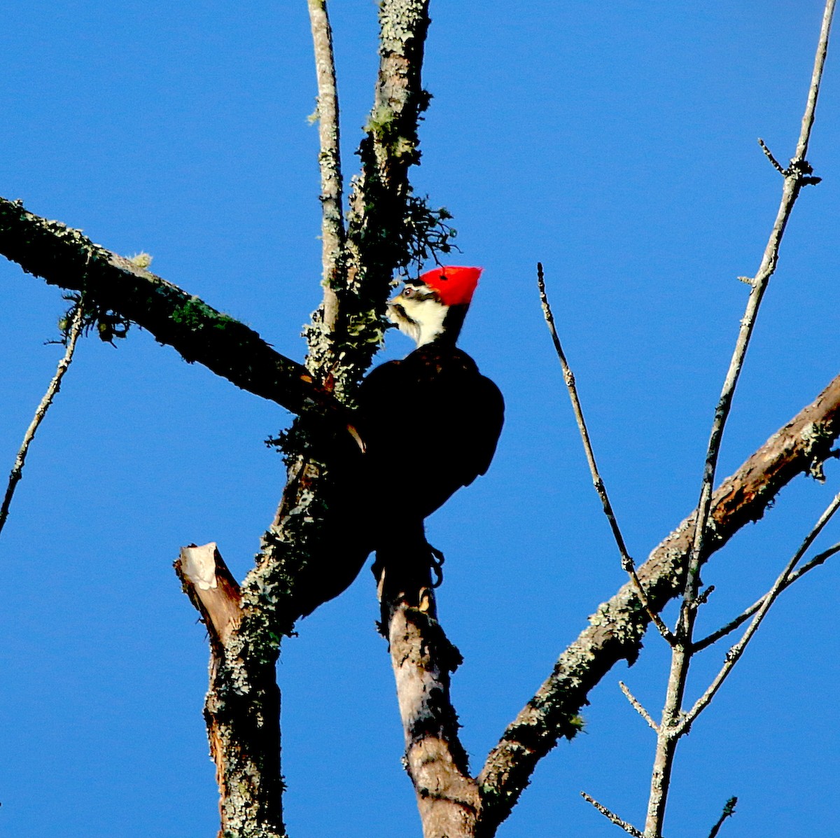Pileated Woodpecker - ML268455711