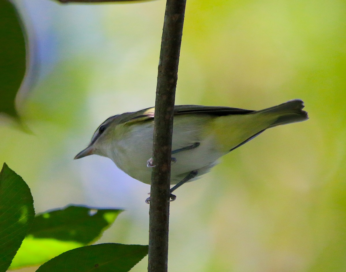 Red-eyed Vireo - ML268455751