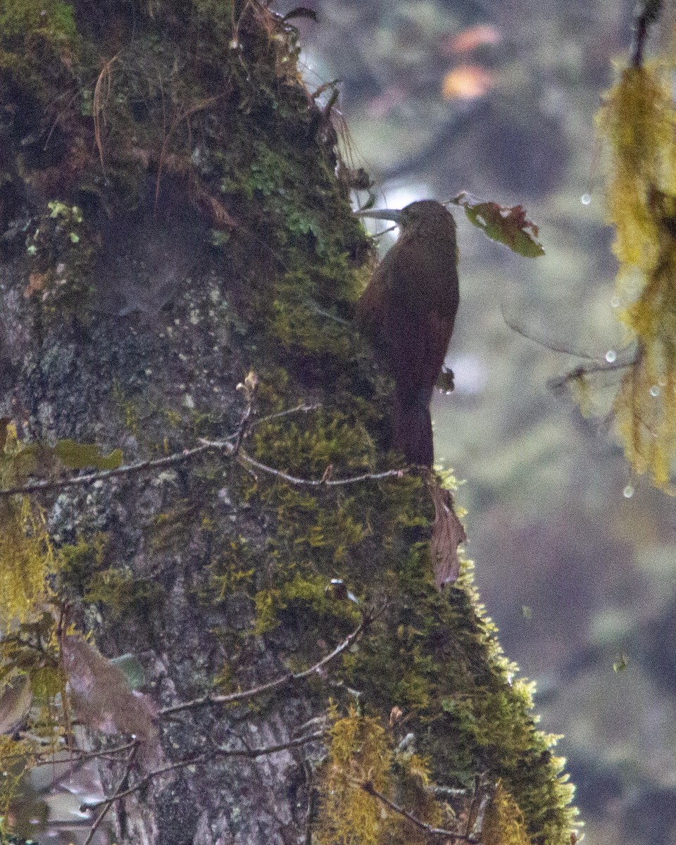 Strong-billed Woodcreeper - ML268458341