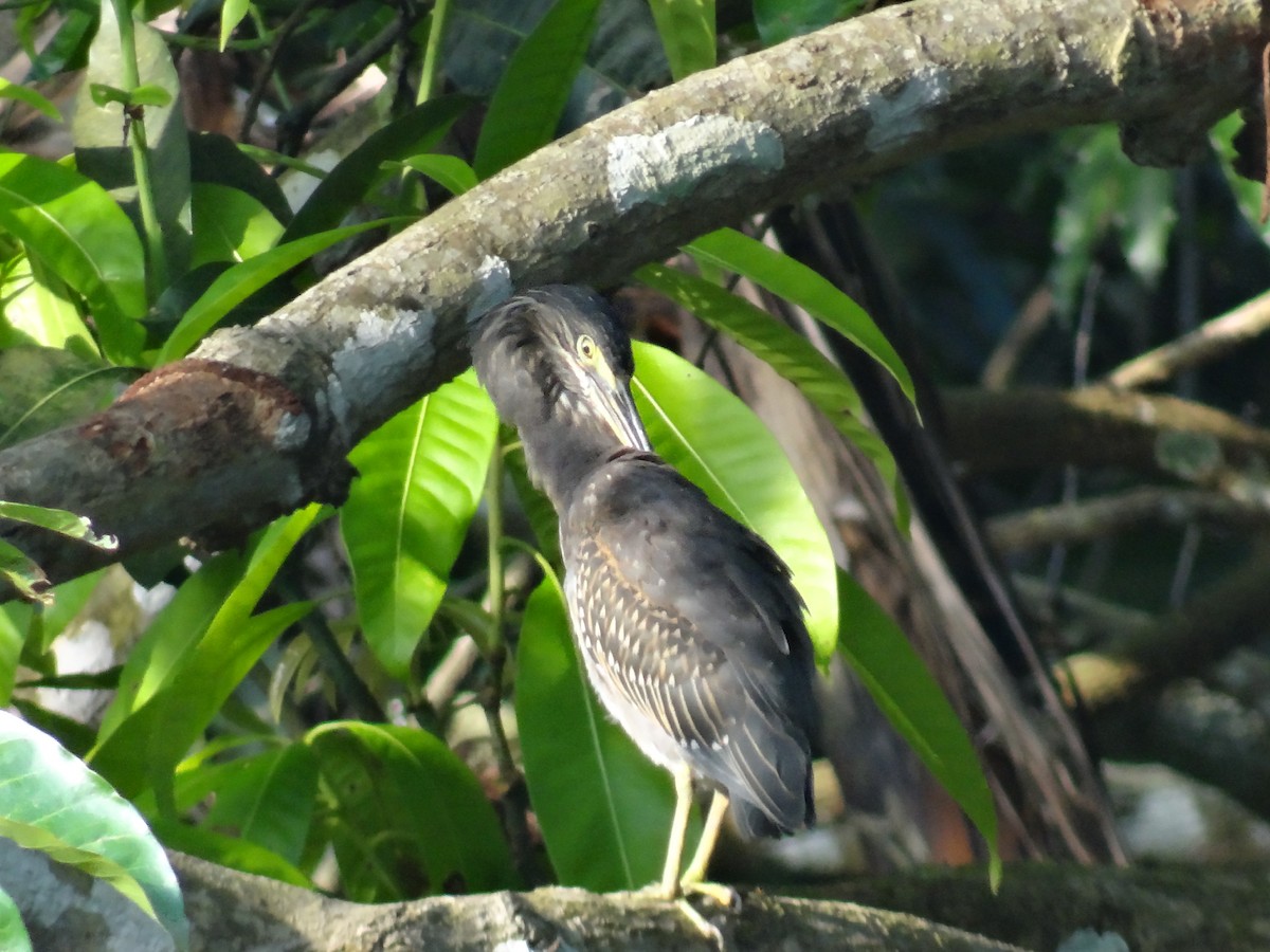 Striated Heron - Debankur Saha