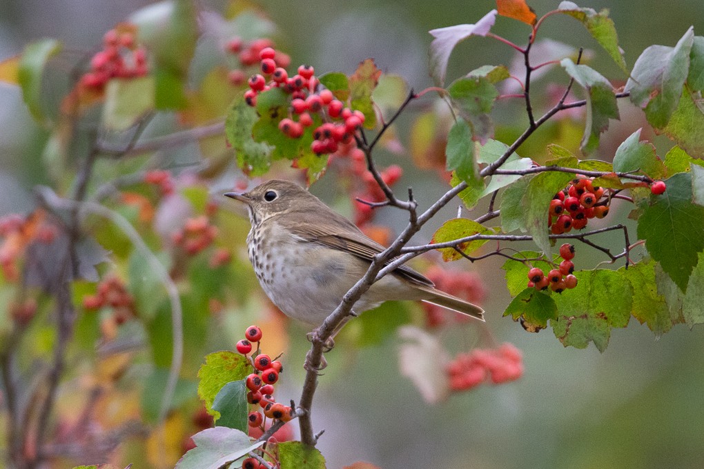 Hermit Thrush - Abraham Bowring