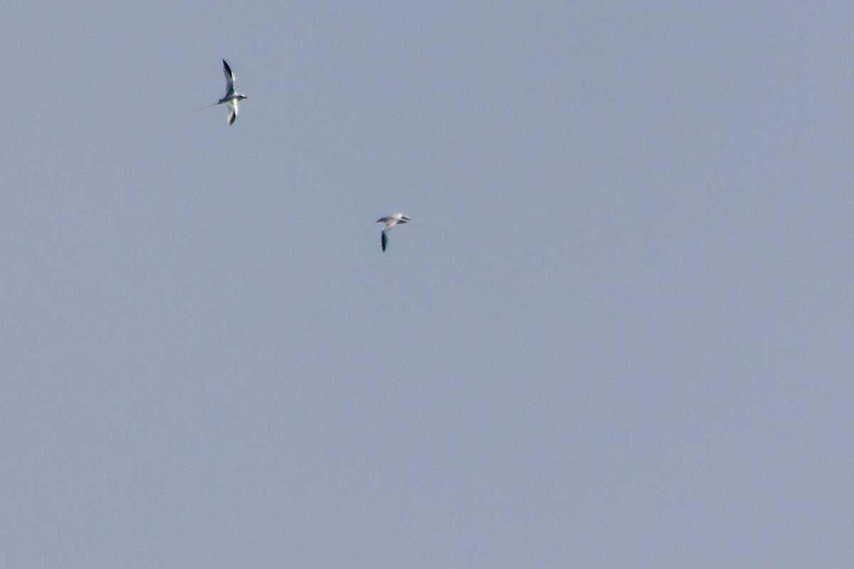 Red-billed Tropicbird - ML268460761