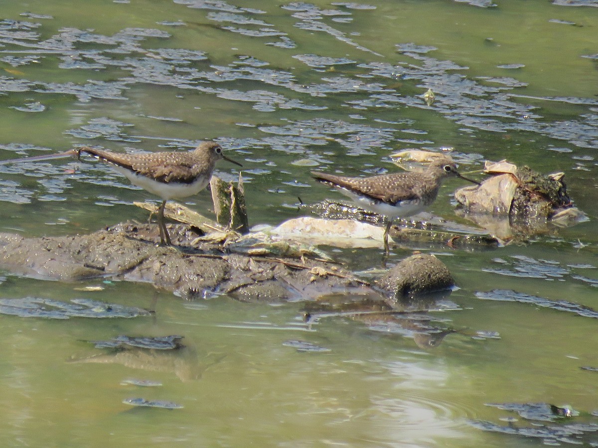 Solitary Sandpiper - ML268461321