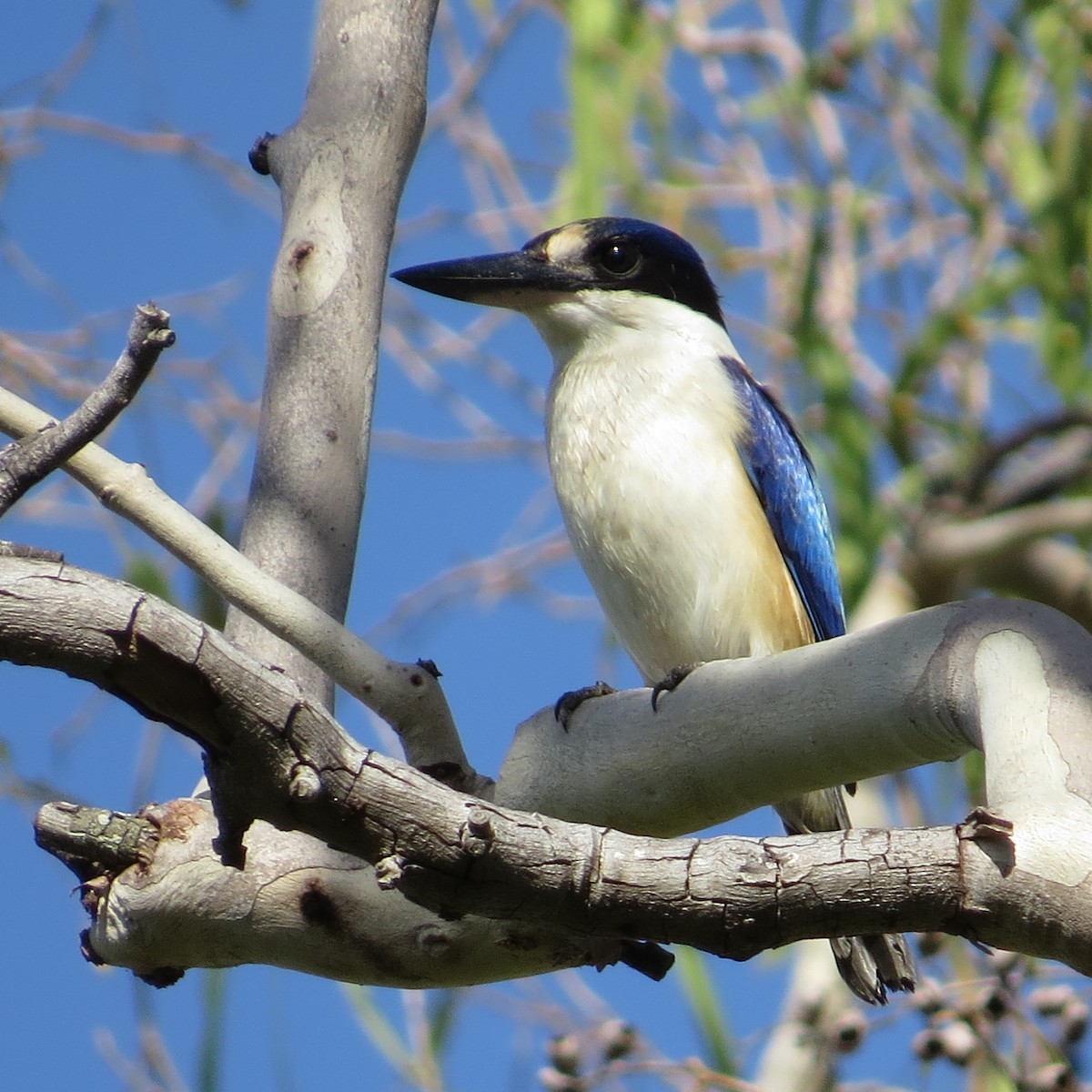 Forest Kingfisher - ML26846251