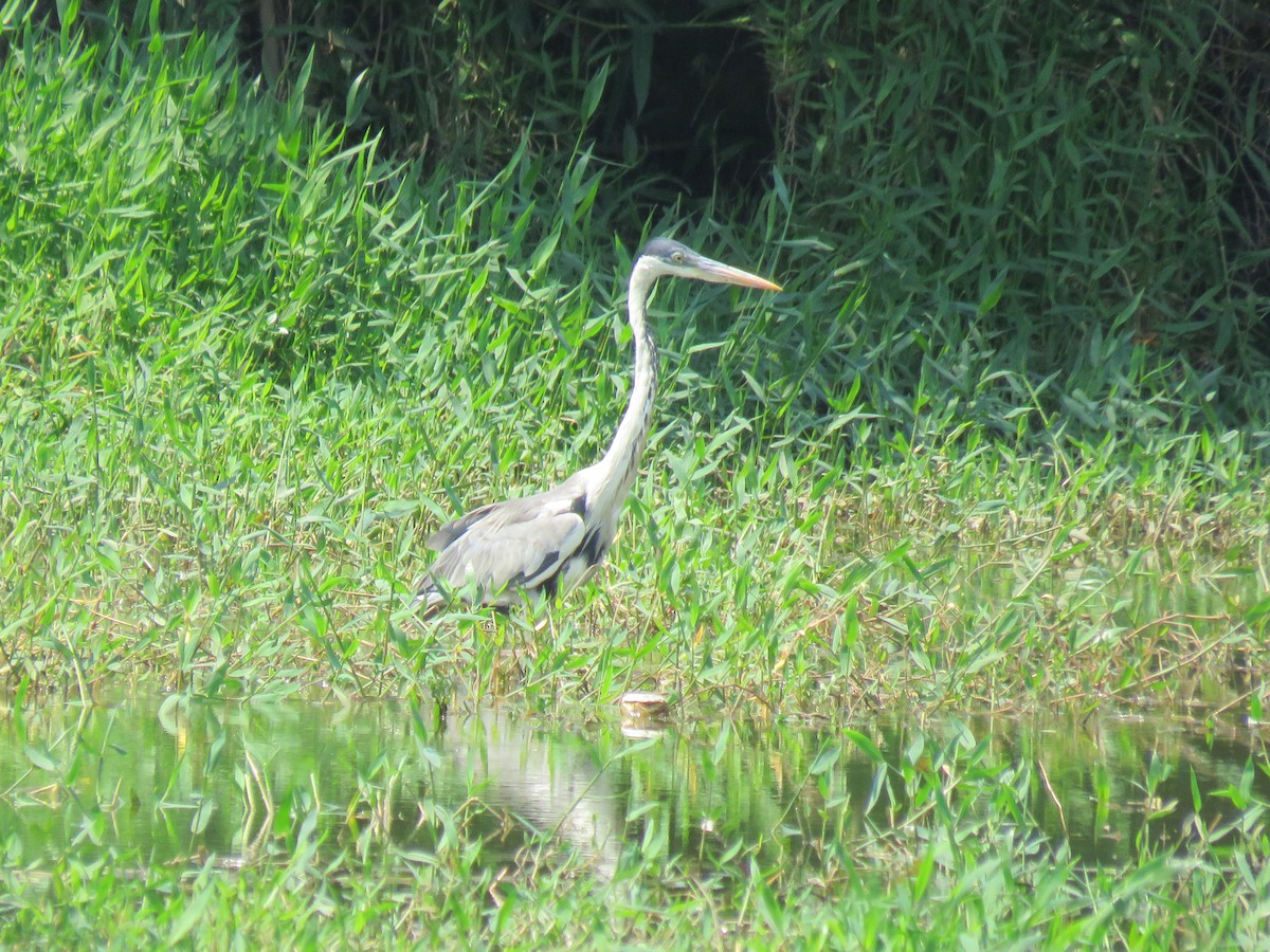 Garza Cuca - ML268462981