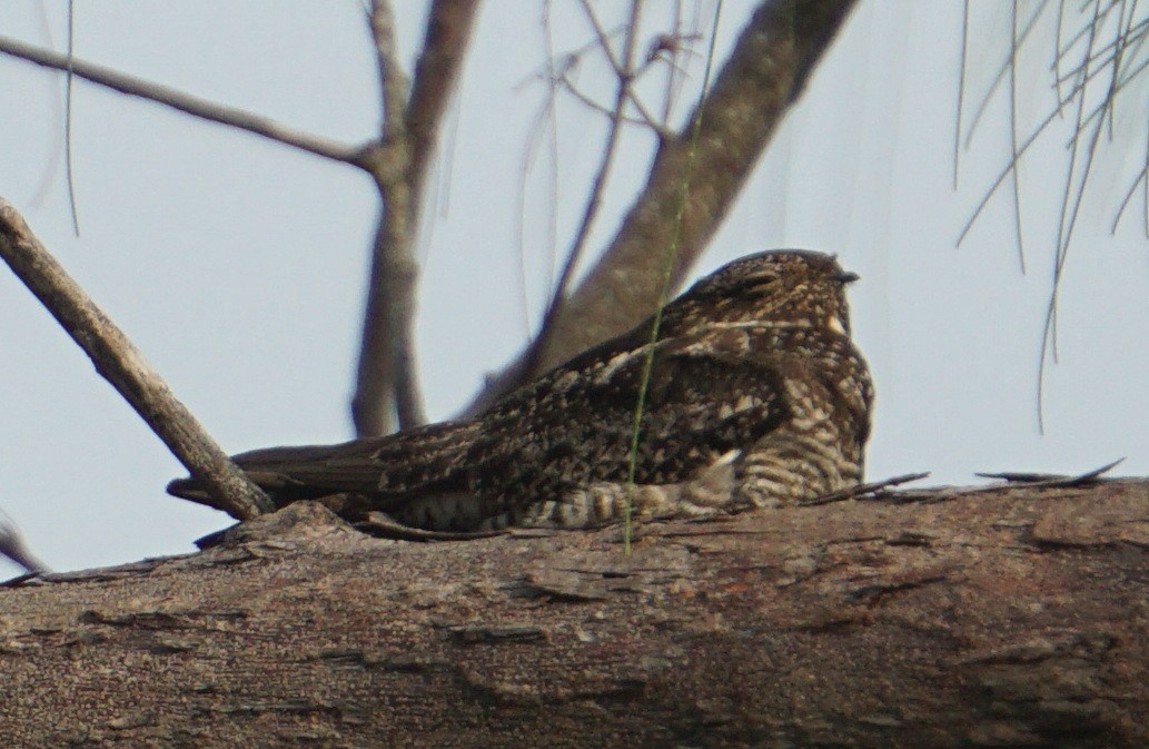 Common Nighthawk - ML268464381