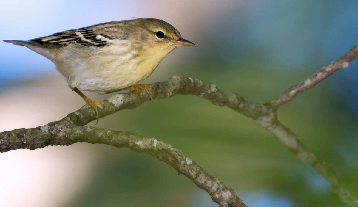 Blackpoll Warbler - Matthew Addicks