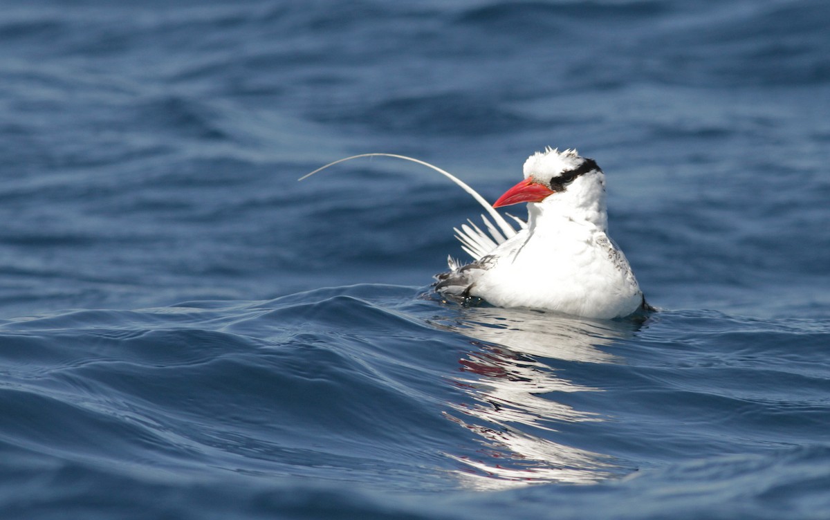 Red-billed Tropicbird - ML26846651