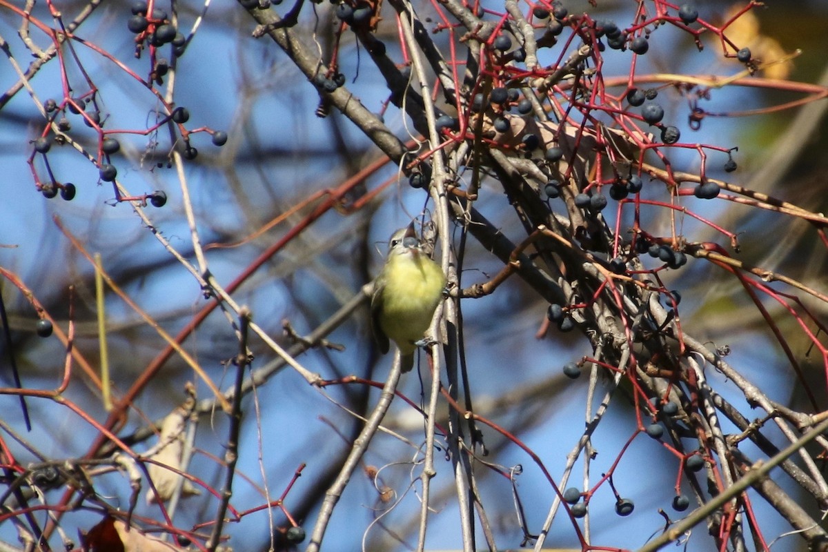 Philadelphia Vireo - ML268467531