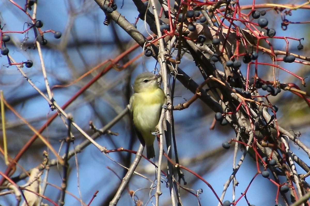 Philadelphia Vireo - ML268467541