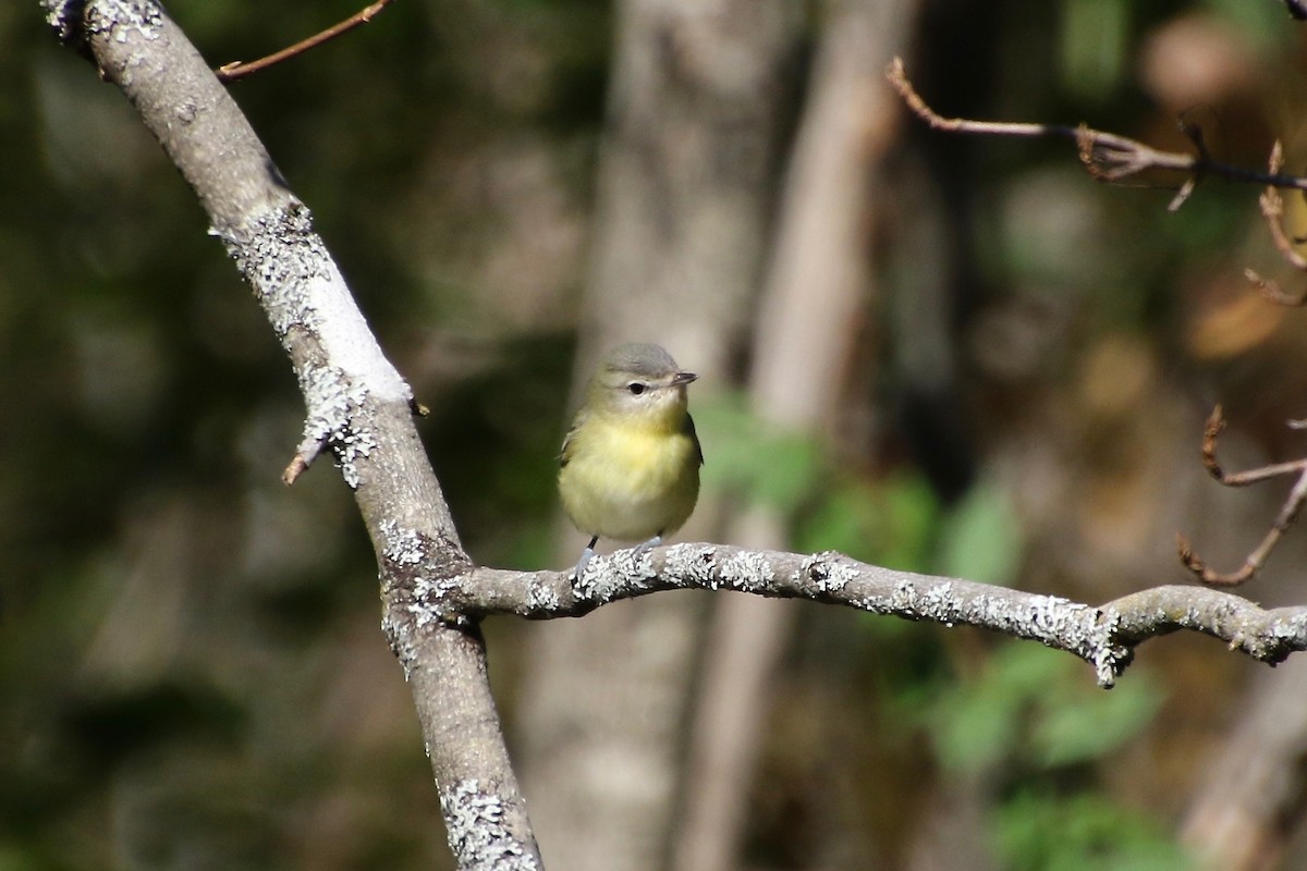Philadelphia Vireo - ML268467571