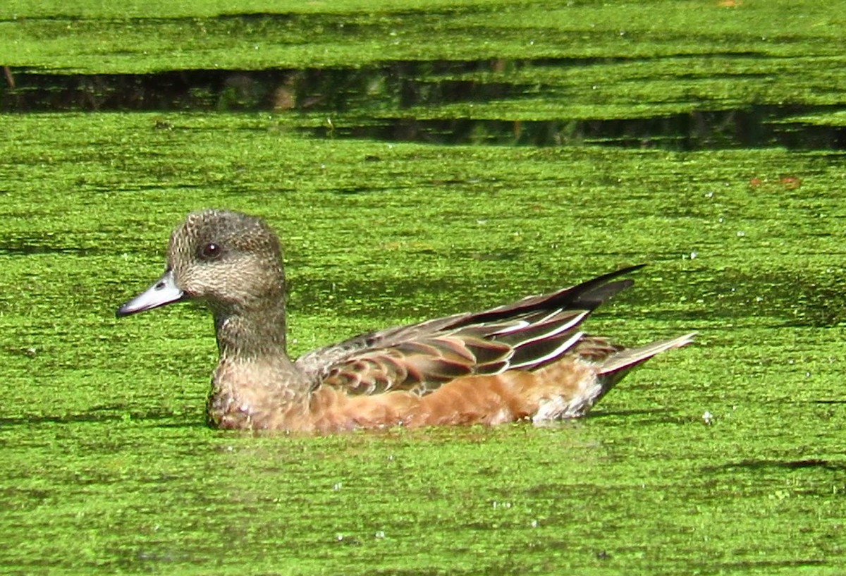 American Wigeon - Colette Micallef