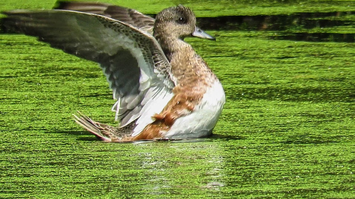 American Wigeon - ML268467841