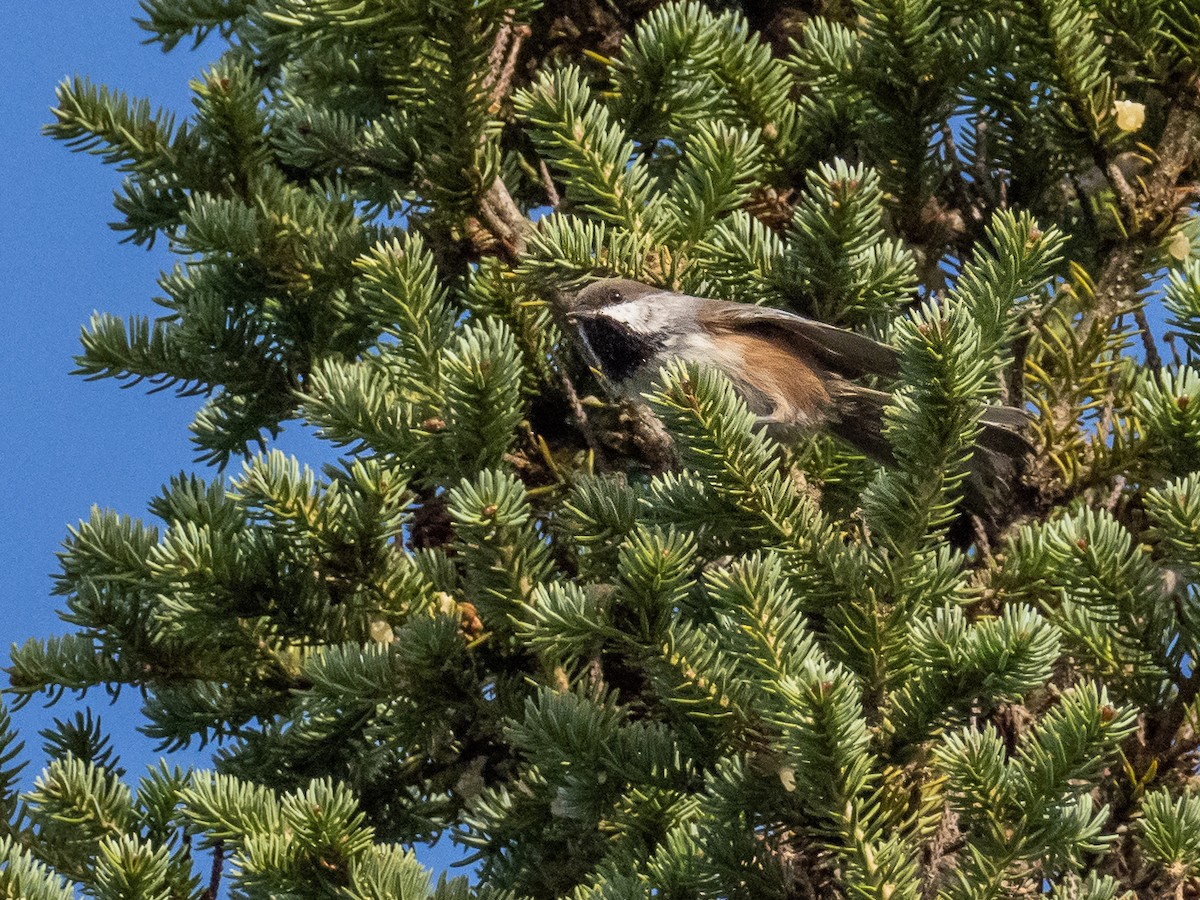 Boreal Chickadee - ML268467861