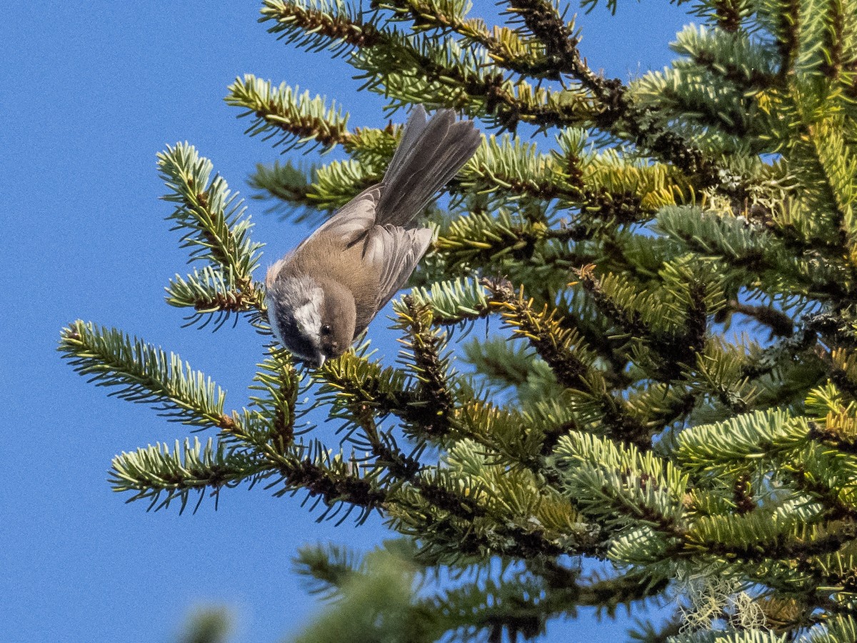 Boreal Chickadee - ML268467921