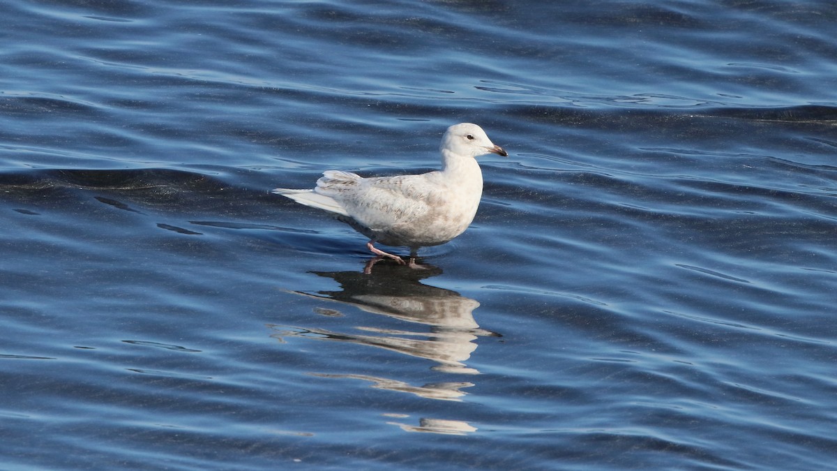 Iceland Gull - ML268468621