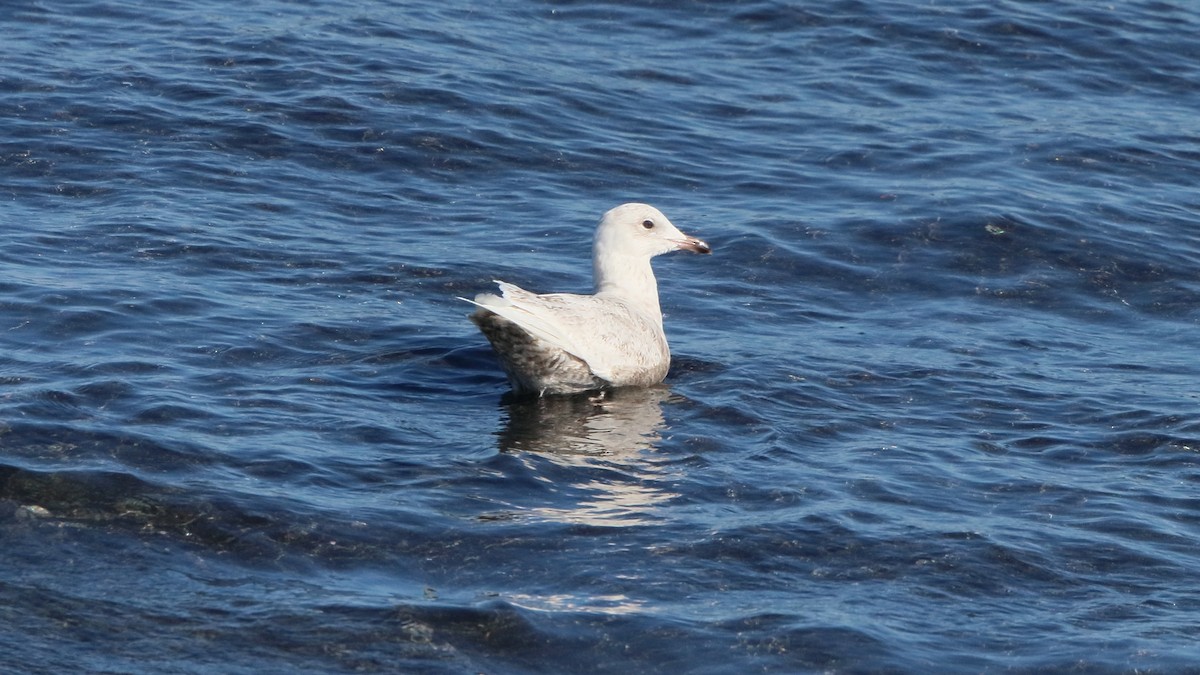 Iceland Gull - ML268468631