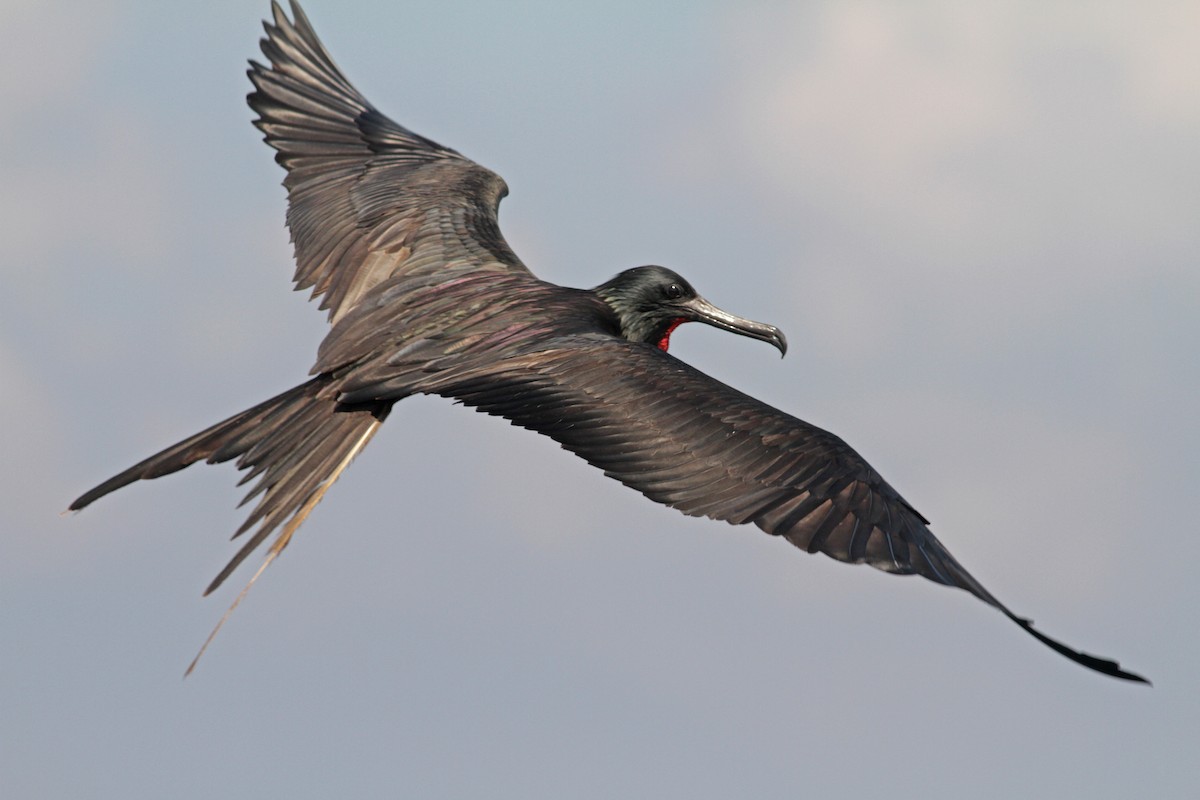 Magnificent Frigatebird - ML26846881