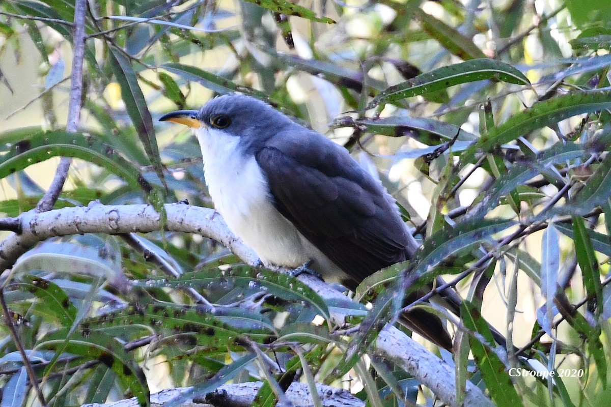 Yellow-billed Cuckoo - ML268471351