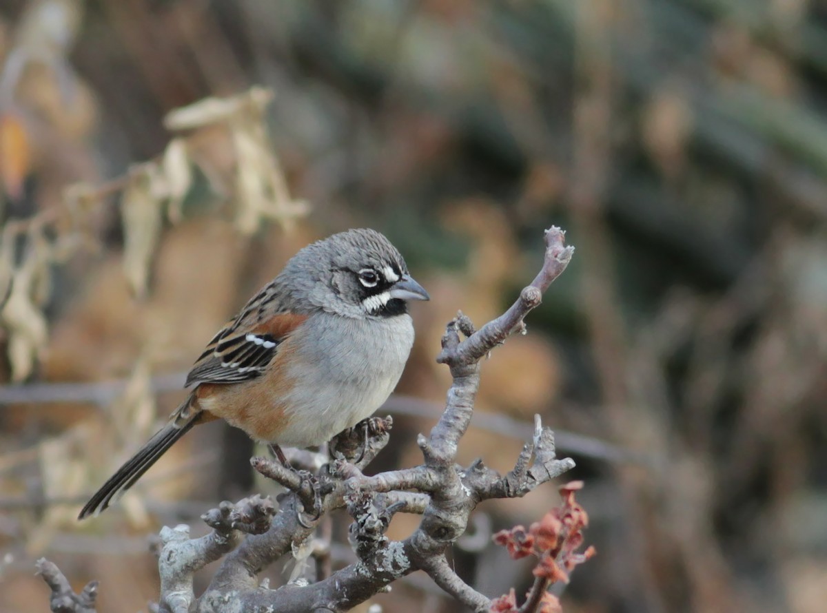 Bridled Sparrow - ML26847161