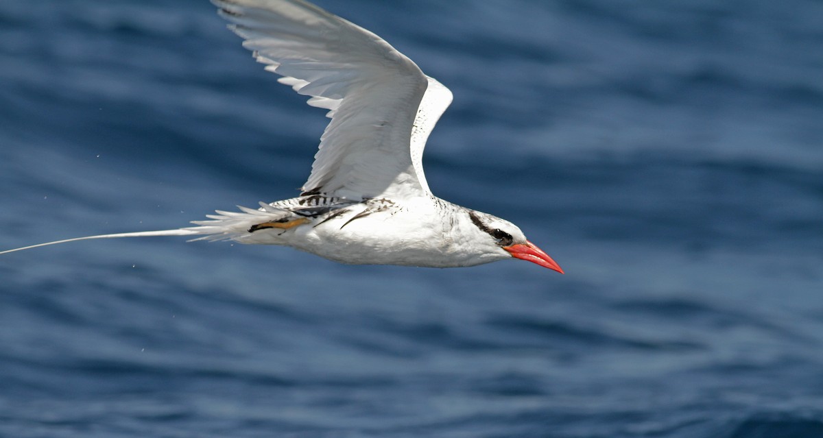 Red-billed Tropicbird - ML26847311