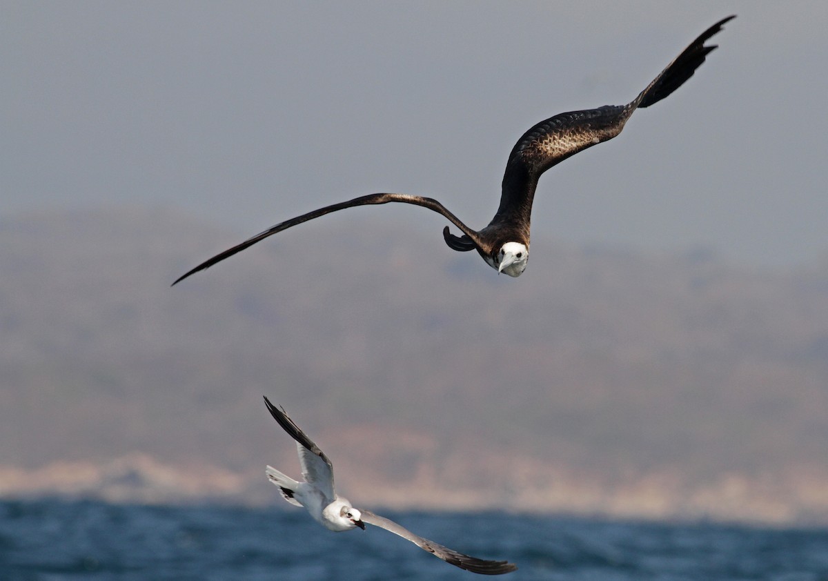 Magnificent Frigatebird - ML26847321