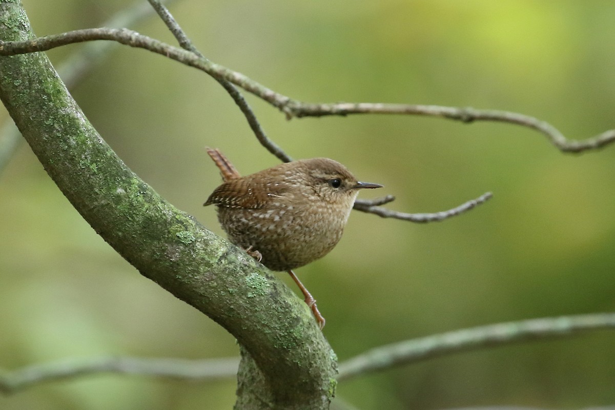 Winter Wren - ML268473711