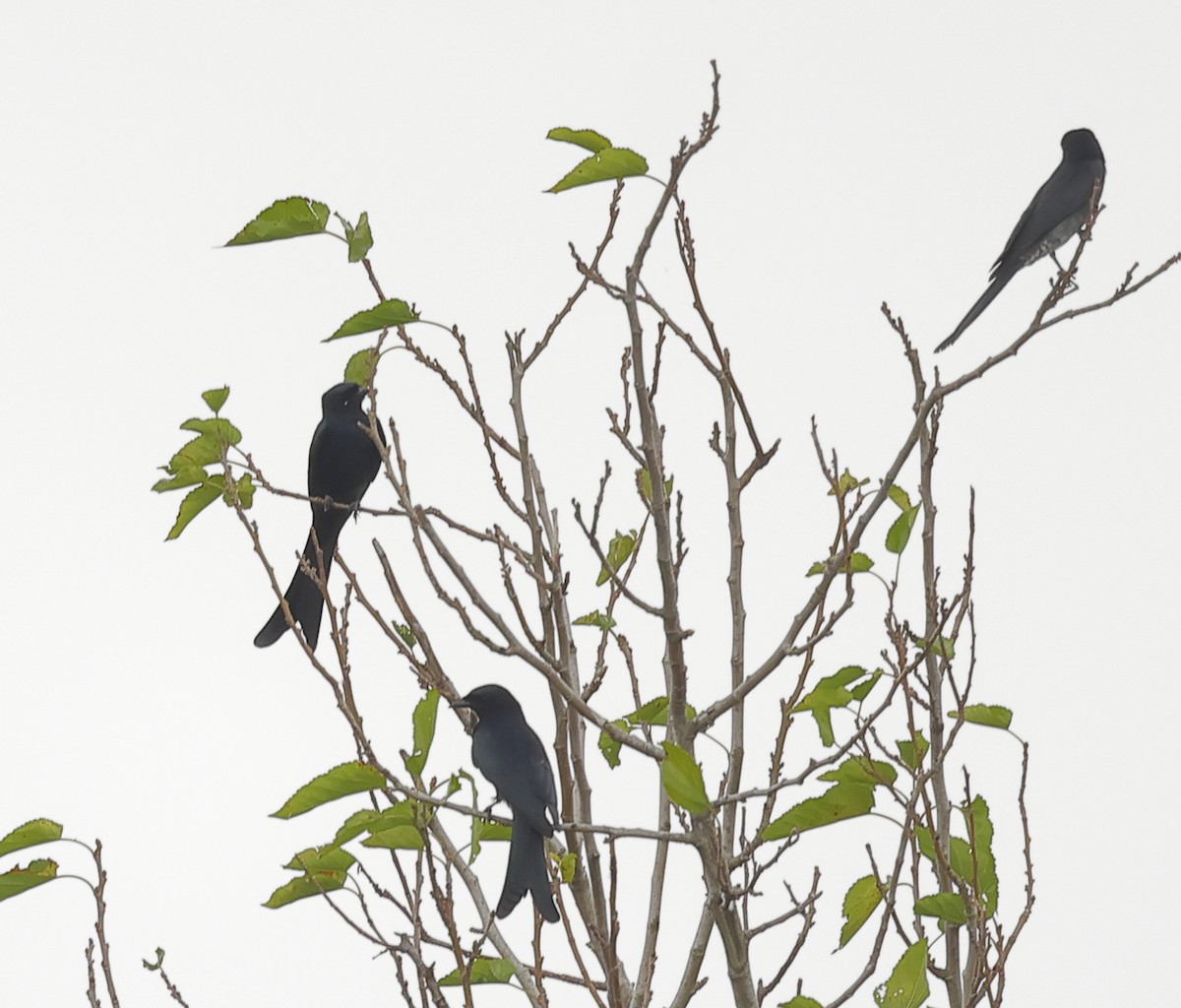 Black Drongo - ML268473981