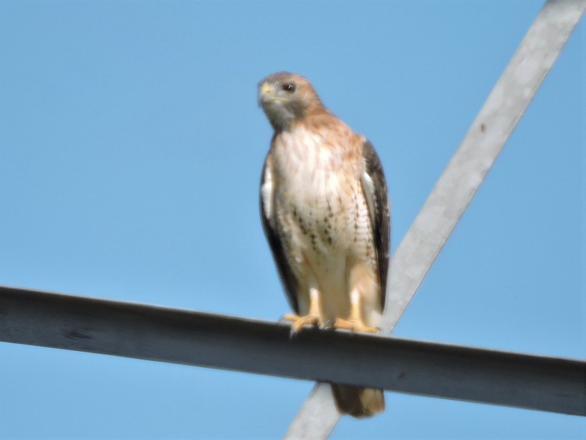 Red-tailed Hawk - ML268474131