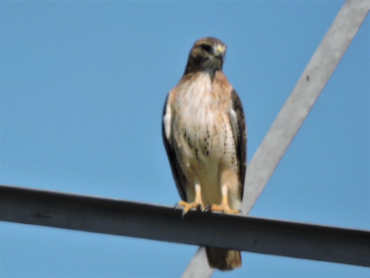 Red-tailed Hawk - ML268474161