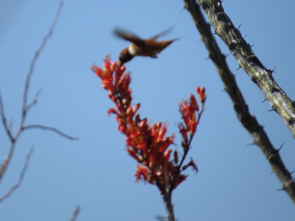 Rufous Hummingbird - ML26847531