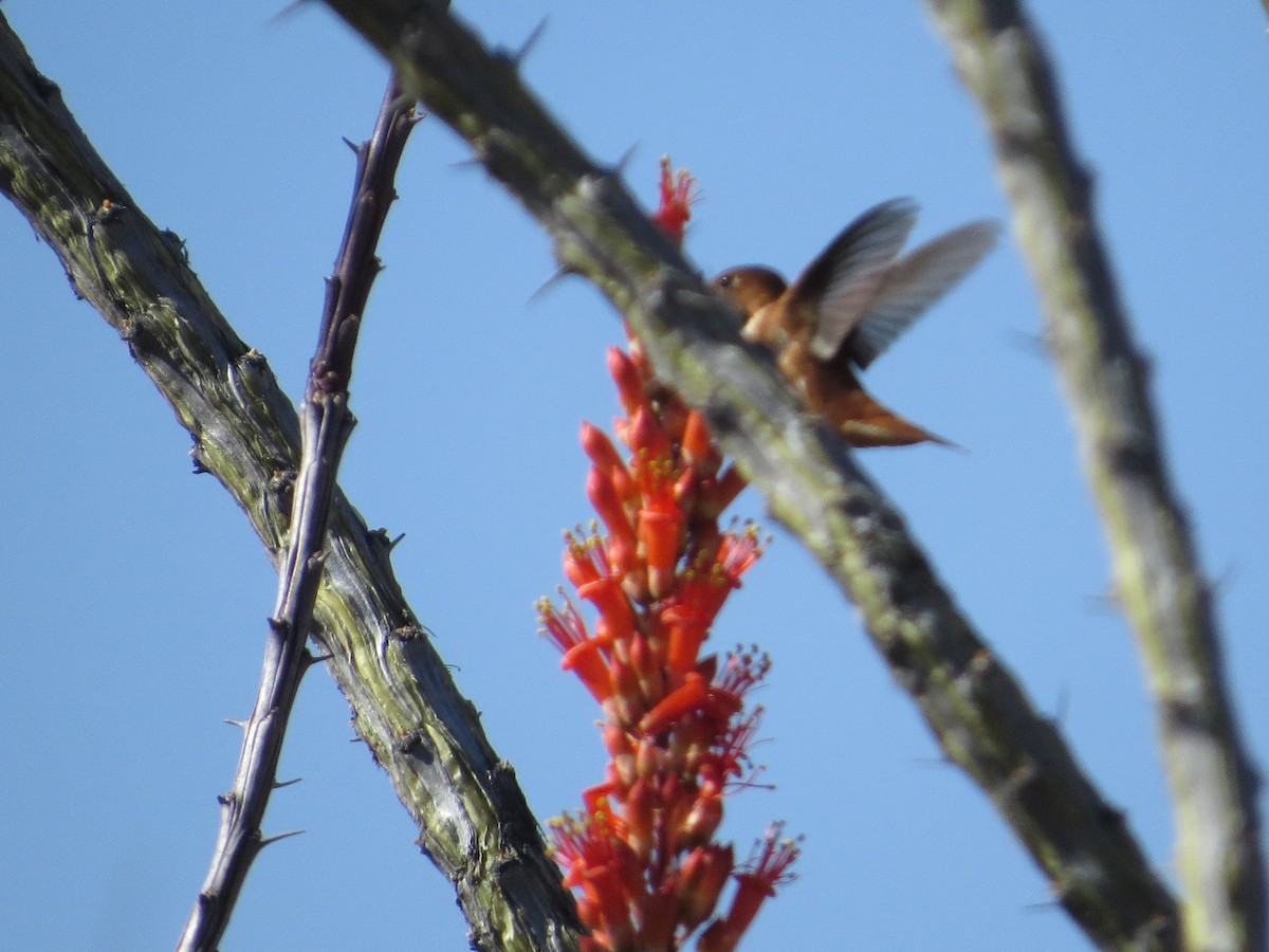 Rufous Hummingbird - ML26847541