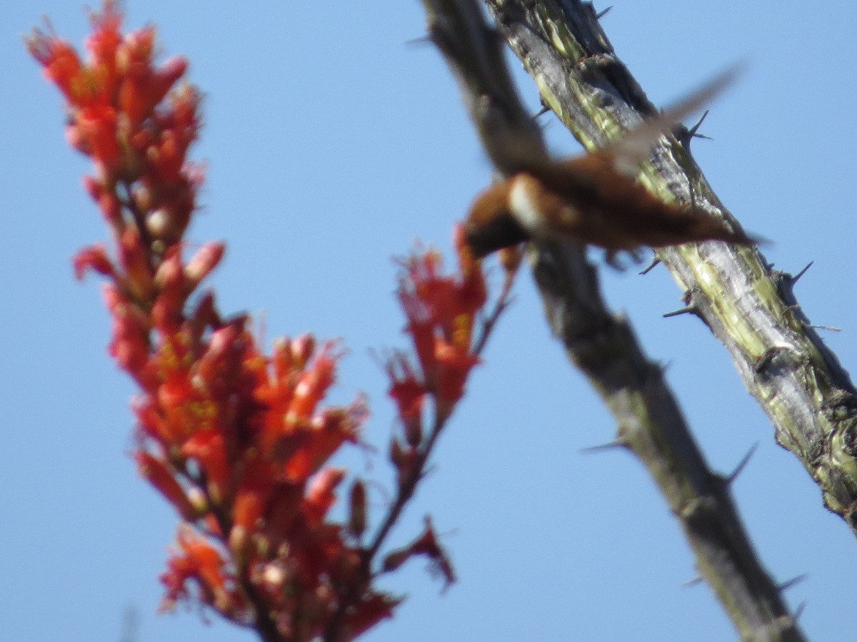 Rufous Hummingbird - ML26847551