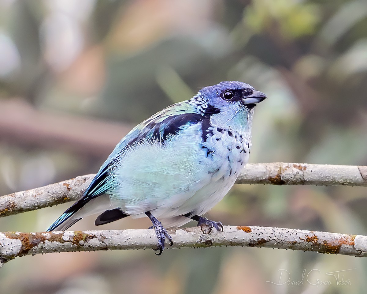 Azure-rumped Tanager - Daniel  Garza Tobón