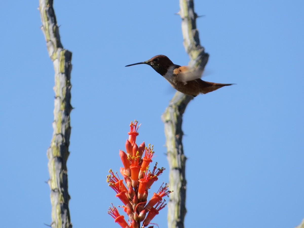 Rufous Hummingbird - ML26847621