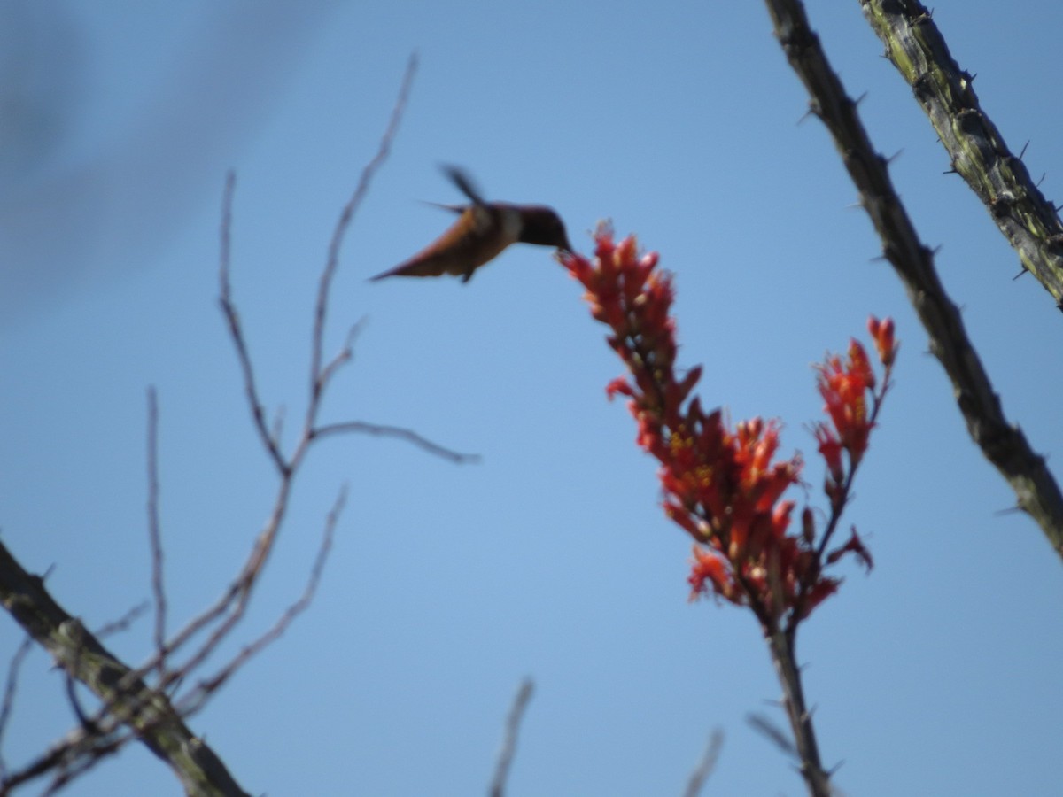 Rufous Hummingbird - ML26847671