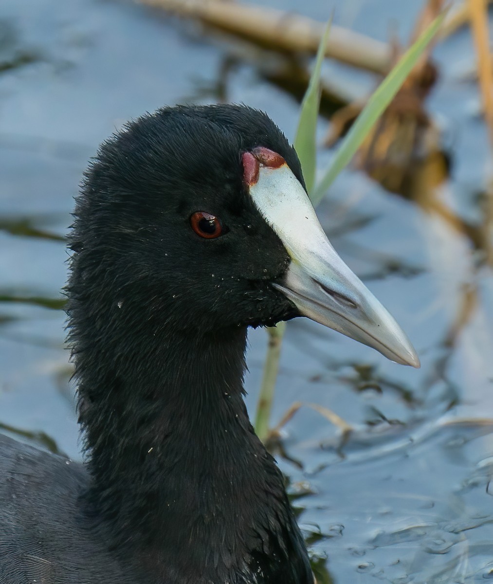 Red-knobbed Coot - ML268476941