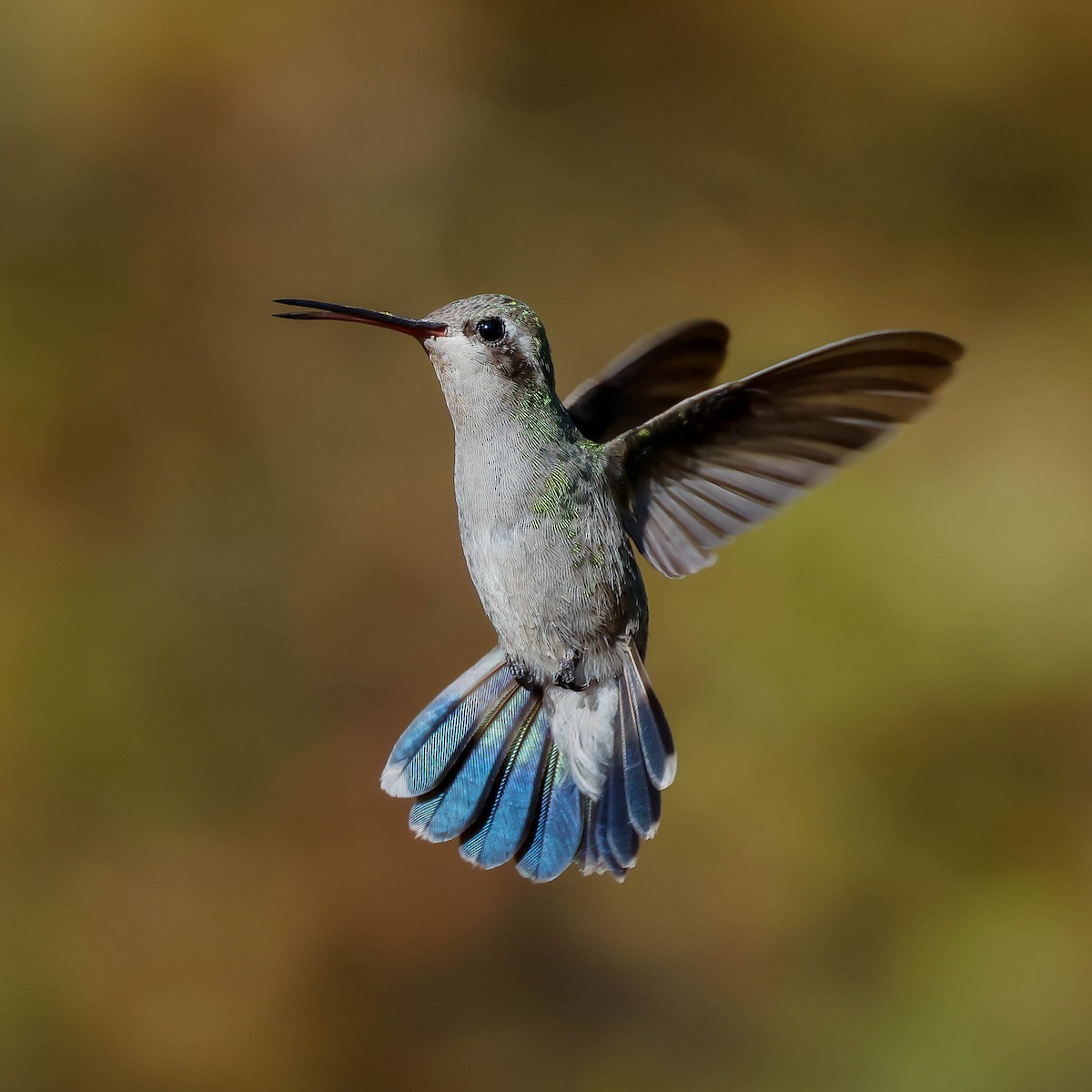 Broad-billed Hummingbird - Fernando Ortega